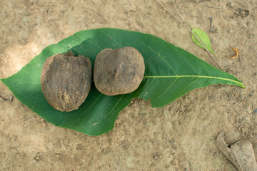 Two dried Palmyra seeds rest on a vibrant green leaf, placed over earth soil. This simple natural...