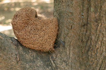 A finely woven nest of a weaver bird snugly built at the fork of a tree. Made of grass fibers, the nest showcasing the bird's intricate natural engineering.