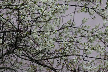 White cherry blossoms on a branch in the garden, also known as cherry blossoms. Cherry blossom tree, selective focus.