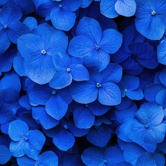 Vibrant blue hydrangea flowers in full bloom, perfect for garden-themed designs or floral pattern backgrounds
