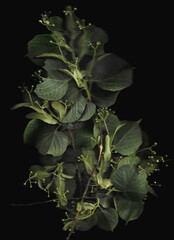 Tilia tree branch scan background. Scanned green linden or basswood leaves bouquet. Glitchy abstract distorted plant. Colourful botanical photocopy with scanner noise effect.