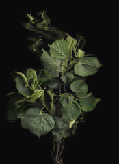 Tilia tree branch scan background. Scanned green linden or basswood leaves bouquet. Glitchy abstract distorted plant. Colourful botanical photocopy with scanner noise effect.
