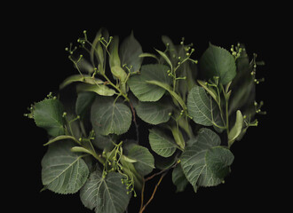 Tilia tree branch scan background. Scanned green linden or basswood leaves bouquet. Glitchy abstract distorted plant. Colourful botanical photocopy with scanner noise effect.