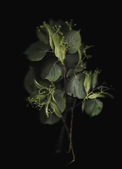 Tilia tree branch scan background. Scanned green linden or basswood leaves bouquet. Glitchy abstract distorted plant. Colourful botanical photocopy with scanner noise effect.