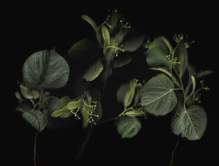 Tilia tree branch scan background. Scanned green linden or basswood leaves bouquet. Glitchy abstract distorted plant. Colourful botanical photocopy with scanner noise effect.
