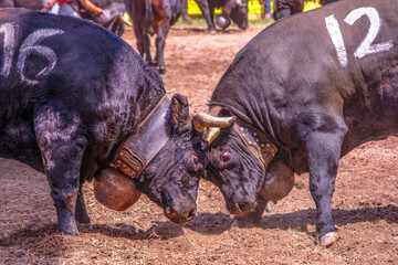 Herens cows, known for fighting in an arena in the swiss and french alps, it's called Combat De Reines. Aproz, Sion, Valais, Switzerland