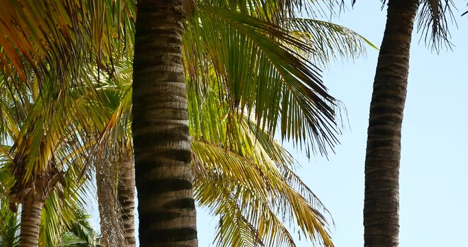 4k Tropical coconut palm;a sunny day in the warm South;Palm Trees Sunlight Through Palm Leaves on a Beautiful Blue Sky Background.