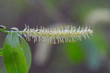 Flower of the whte willow (Salix alba) in spring