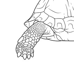 Line art close-up showing the shell and leg of a turtle with scales and thick black lines