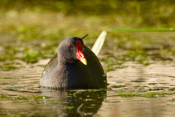 common moorhen is floating on water close-up