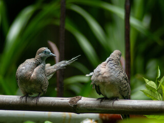 Wild Zebra Dove or Barred Doves cleaning itself on a green fence.