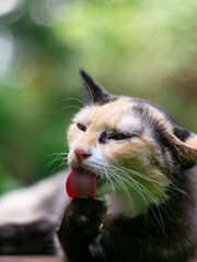 portrait of cute calico cat with green eyes with nature green bokeh background.