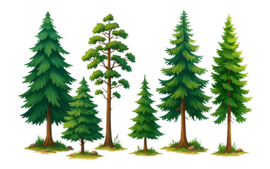 Collection of Evergreen Trees Pine Fir Spruce Conifers for Nature Designs and Illustrations