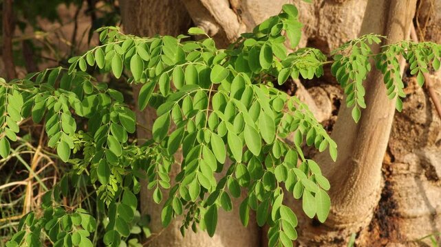 Moringa Oleifera and Drumstick Tree Fruit, Also Known as Horseradish Tree. Closeup of fresh green moringa leaves (Moringa oleifera) with smooth texture and elliptical shape, a soft, blurred background