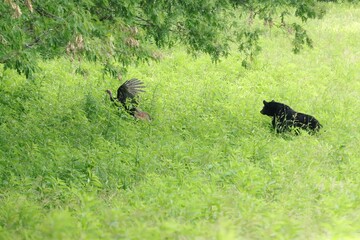 Mama Black Bear Defends He5r Precious Cubs by Chasing a Wild Turkey Away 