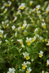 Field violet(Viola arvensis) grows in the meadow.