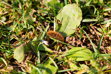 Detailed view of a brown caterpillar with long hairs crawling over a sunlit green leaf among wild grasses. A macro nature shot emphasizing insect anatomy and vivid textures.