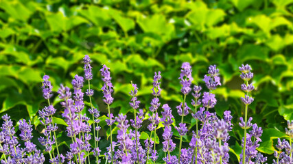 Obraz premium Lavender flowers in bloom on blurred green leaf background. Botanical close-up photography. Aromatic herb and summer garden concept. 