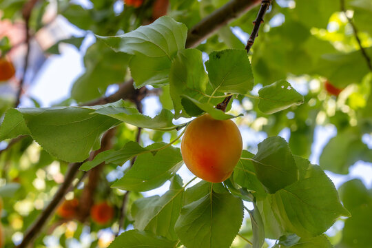 Apricot tree. The apricot tree has many fruits.