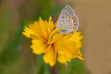 Multi-eyed Blue butterfly (Polyommatus icarus) on a yellow daisy