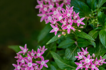Fototapeta premium Garden Flowers Egyptian Star Flower, Egyptian Star Cluster (Pentas)