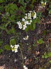 Small white flowers in a flower garden in spring