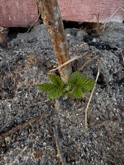 Fototapeta premium Young raspberry shoot, raspberry vine, early spring, soil, ash