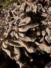 Dry leaves of perennial flowers 