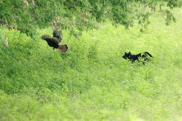 Mama Black Bear Defends He5r Precious Cubs by Chasing a Wild Turkey Away 