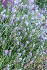 Beautiful lavender flowers blooming in a garden during sunny spring afternoon