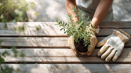 A person wearing gardening gloves holds a small potted plant over a wooden table. The scene is bright and natural, emphasizing gardening and plant care.