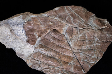 Fossil leaf imprint in sandstone from Svalbard, top view  