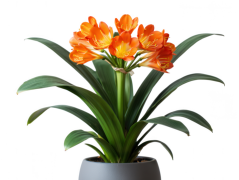 Vibrant Orange Clivia Plant in a Gray Pot