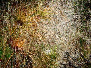 grass in the wind