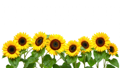 Beautiful Sunflowers in a Row Isolated on White