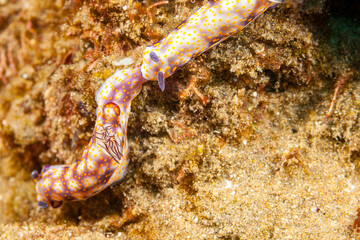 Mozambique, Maputo, Ponta do Ouro, Nudibranch, Sea slug