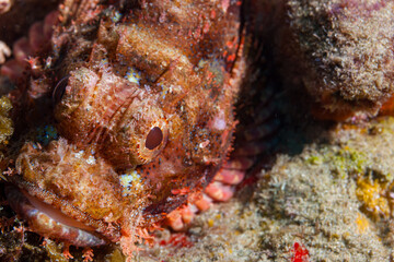 Mozambique, Maputo, Ponta do Ouro, Scorpionfish (Scorpaenidae, sp.)