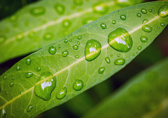 Beautiful large drop morning dew in nature, Drops of clean transparent water on leaves. Sun glare...