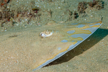 Mozambique, Maputo, Ponta do Ouro, Bluespotted Ribbontail ray (Taeniura lymma)