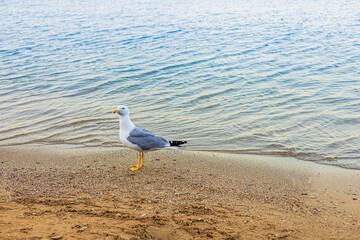 Seagull standing at the shoreline of a calm lake on a sunny day near the sandy beach