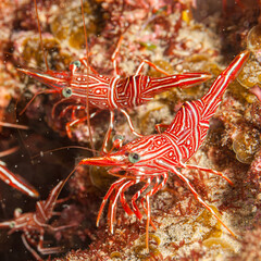 Mozambique, Maputo, Ponta do Ouro, Camel Shrimp (Rhynchocinetes uritai), Camelback Shrimp