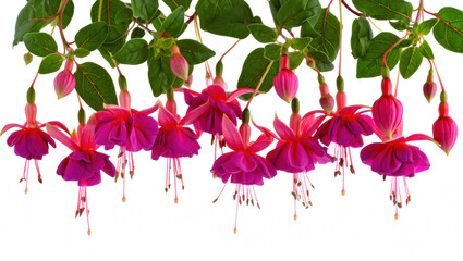 Fuchsia Flower Bouquet