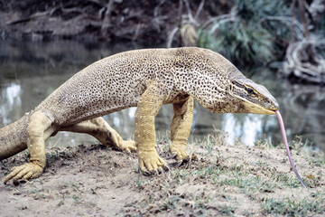 Australian Yellow-spotted monitor in defensive stance