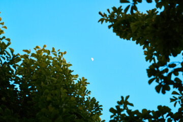 Fototapeta premium 나뭇잎 틈새로 보이는 반달 | Crescent Moon in Blue Sky Through Tree Leaves | 木の葉の隙間から見える青空と三日月