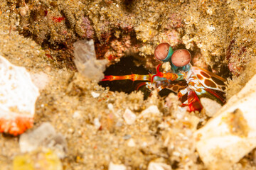 Mozambique, Maputo, Ponta do Ouro, Peacock Mantis Shrimp (Odontodactylus scyllarus)