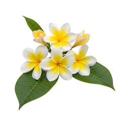 Naklejka premium Vibrant Plumeria Blossom Cluster with Dewdrops on Lush Green Leaves against a transparent background