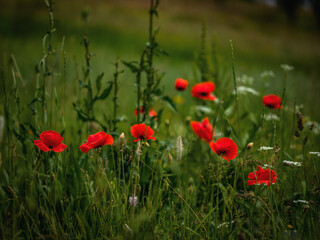 Poppy flower, Wildflower in a natural setting