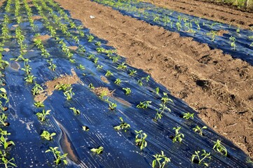Rows of vegetables on ground covered by plastic mulch film in agriculture organic farming.  