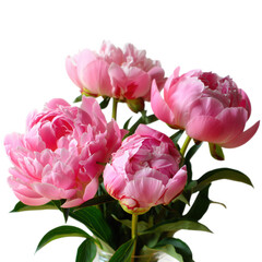 Fototapeta premium Delicate Pink Peonies Bouquet A Fresh Floral Still Life