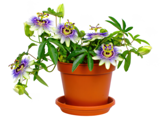 Exotic Passion Flower Bloom in Pot Captivating Floral Display with Intricate Details